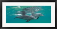 Two Bottle-Nosed Dolphins Swimming in Sea, Sodwana Bay, South Africa Fine Art Print