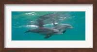 Two Bottle-Nosed Dolphins Swimming in Sea, Sodwana Bay, South Africa Fine Art Print