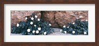 Darura Blooms in Box Canyon, Mecca, California Fine Art Print