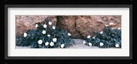 Darura Blooms in Box Canyon, Mecca, California Fine Art Print