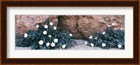 Darura Blooms in Box Canyon, Mecca, California Fine Art Print