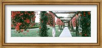 Geranium and Rose Vines Along a Walkway, California Fine Art Print