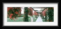 Geranium and Rose Vines Along a Walkway, California Fine Art Print