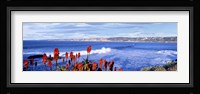 Red Hot Poker, San Diego, California Fine Art Print
