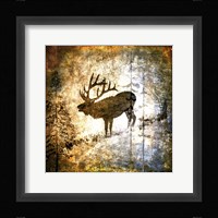 High Country Elk Framed Print
