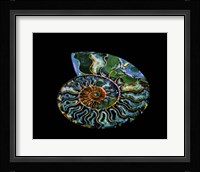 Nautilus I Framed Print