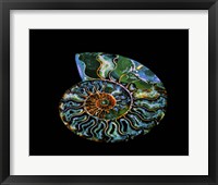 Nautilus I Fine Art Print