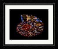 Nautilus II Framed Print