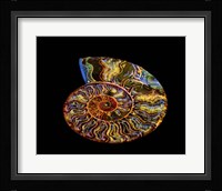 Nautilus III Framed Print