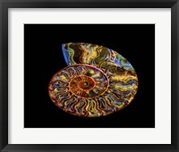 Nautilus III Fine Art Print