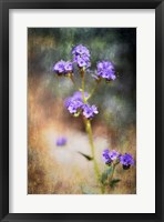 Desert Flower 2 Framed Print