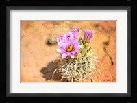 Desert Flower 4 Framed Print