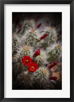 Desert Flower 6 Framed Print