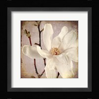 Paper Magnolia Closeup Fine Art Print