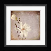 Paper Magnolia Duo Framed Print