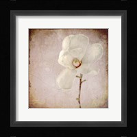 Paper Magnolia Framed Print