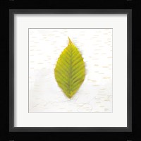 Autumn Colors IV Fine Art Print