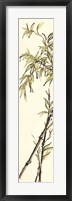 Summer Bamboo I Framed Print