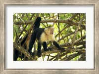 White-faced Capuchin Monkey, Costa Rica Fine Art Print