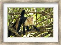 White-faced Capuchin Monkey, Costa Rica Fine Art Print