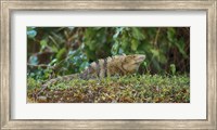 Iguana, Costa Rica Fine Art Print