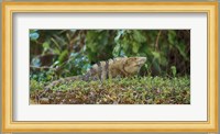 Iguana, Costa Rica Fine Art Print