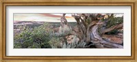 Tree at Betatakin Cliff Dwellings, Arizona Fine Art Print