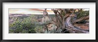 Tree at Betatakin Cliff Dwellings, Arizona Fine Art Print