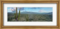 Cardon Cactus, Baja California Sur, Mexico Fine Art Print