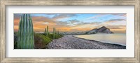 Cardon Cacti on the Coast, Bay of Concepcion, Sea of Cortez, Baja California Sur, Mexico Fine Art Print
