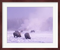 Bison Grazing in Snow, Yellowstone National Park, Wyoming Fine Art Print