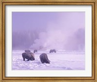 Bison Grazing in Snow, Yellowstone National Park, Wyoming Fine Art Print