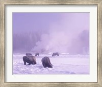 Bison Grazing in Snow, Yellowstone National Park, Wyoming Fine Art Print