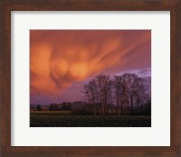 Clouds in the Evening Light, Skagit Valley, Washington Fine Art Print