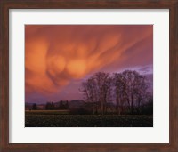 Clouds in the Evening Light, Skagit Valley, Washington Fine Art Print