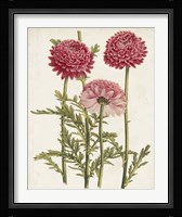 Vintage Garden Beauties I Framed Print
