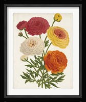 Vintage Garden Beauties II Framed Print