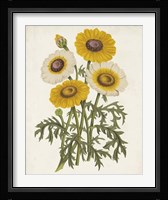 Vintage Garden Beauties III Framed Print