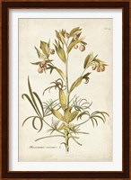 Elegant Botanical II Fine Art Print