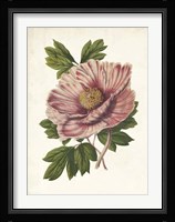 Striking Peony Fine Art Print