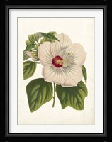 Striking Hibiscus Fine Art Print