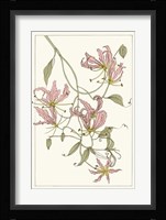 Botanical Gloriosa Lily II Framed Print