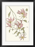 Botanical Gloriosa Lily II Framed Print