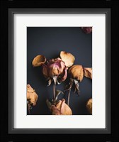 Wilted Dreams II Fine Art Print