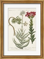 Botanical Varieties I Fine Art Print