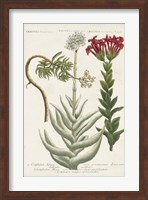 Botanical Varieties I Fine Art Print