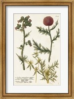 Botanical Varieties II Fine Art Print