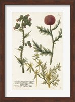 Botanical Varieties II Fine Art Print