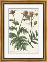 Botanical Varieties III Fine Art Print