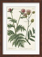 Botanical Varieties III Fine Art Print